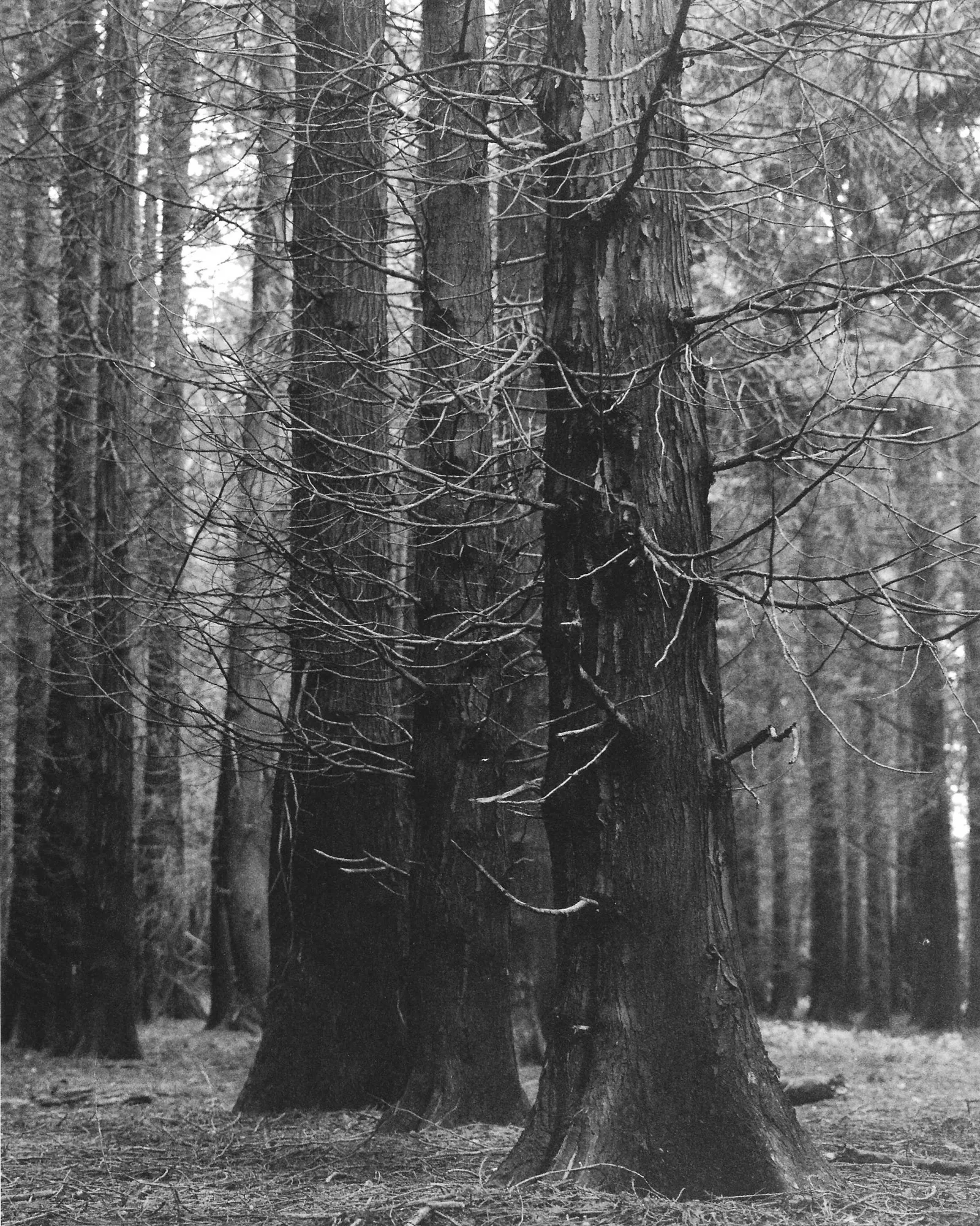 Tall pine trunks in dense woodland of Ashridge Estate, England with bare lower branches tangled across the frame in deep shadow