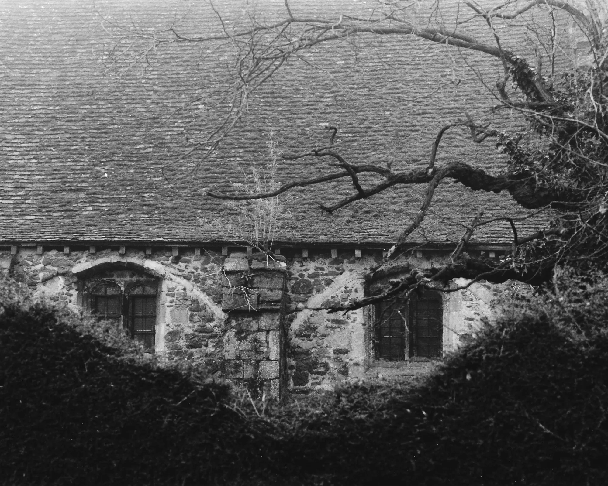 A weathered stone house in Ely, Cambridgeshire, England with a tiled roof with two windows resembling human eyes, a bare tree branch reaching across the roofline and windows