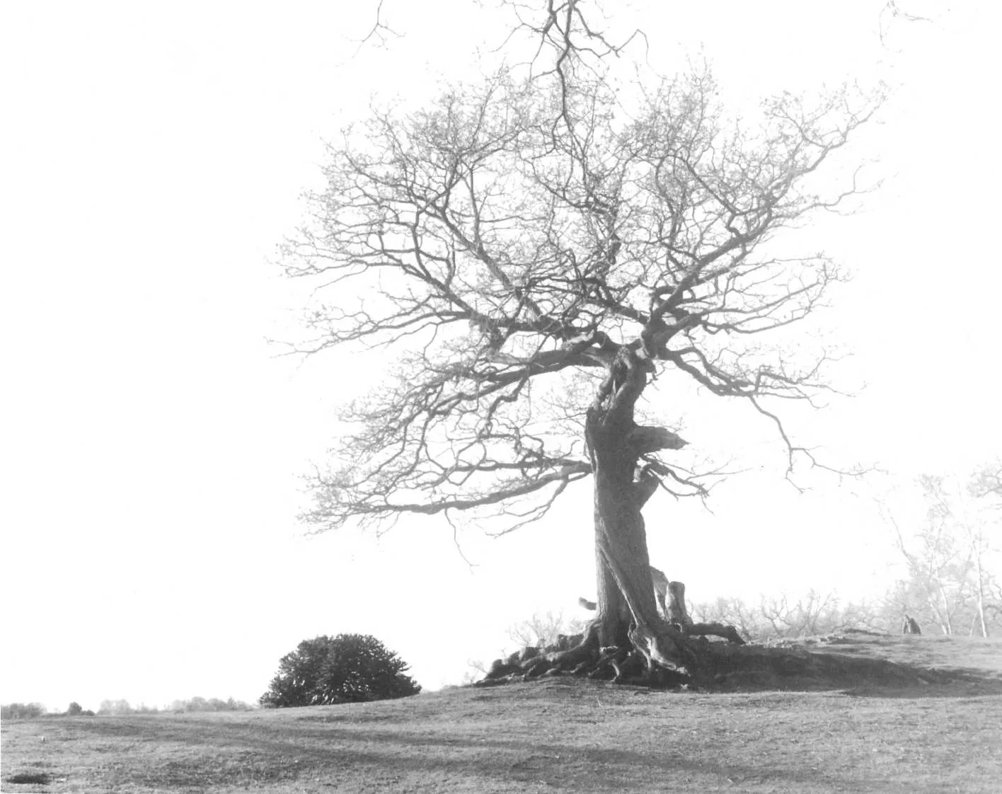 A solitary bare tree on a grassy rise against an overexposed pale sky in Bradgate Park near Leicester, England