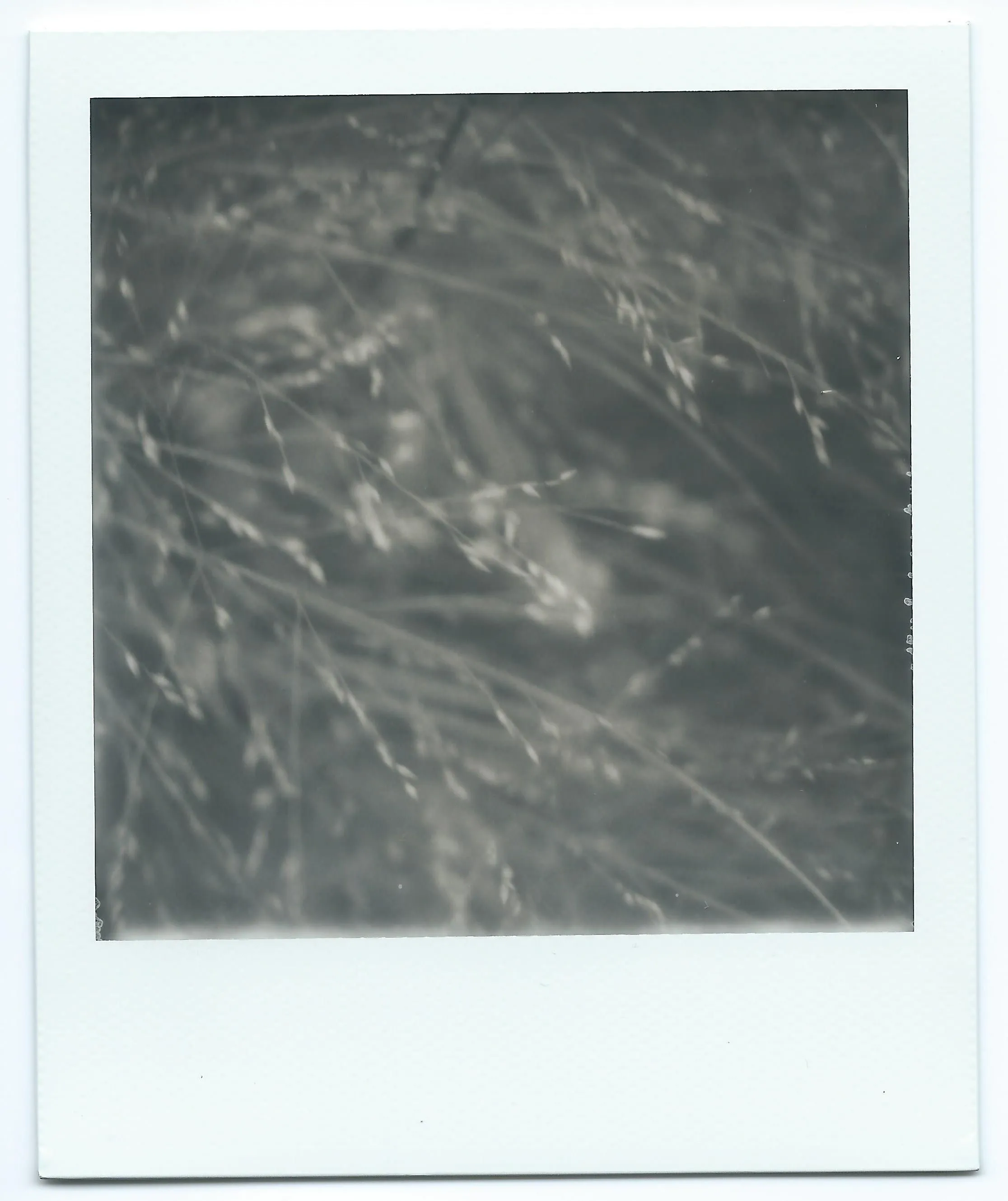 Close-up of grass seeds in a dreamy soft-focus