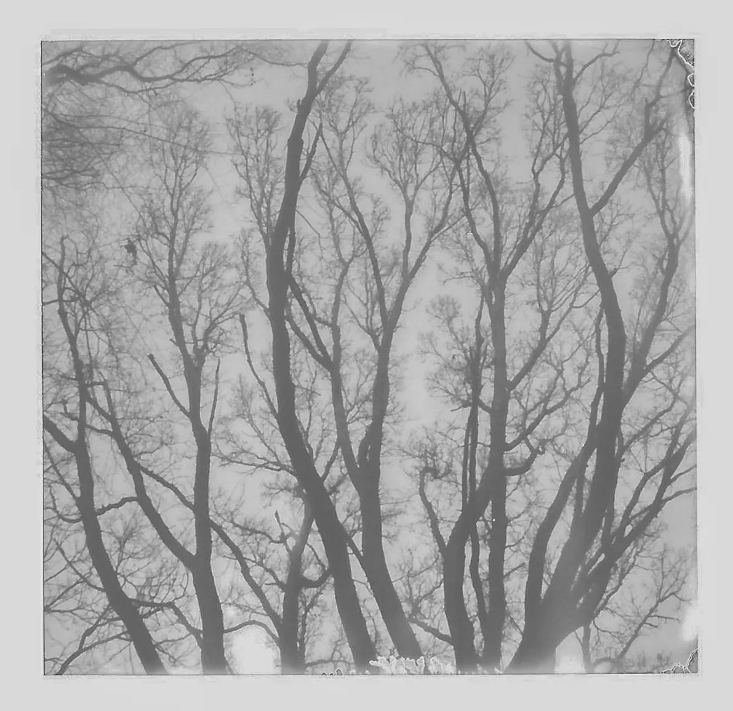 Bare winter tree branches silhouetted against a pale sky like a painting
