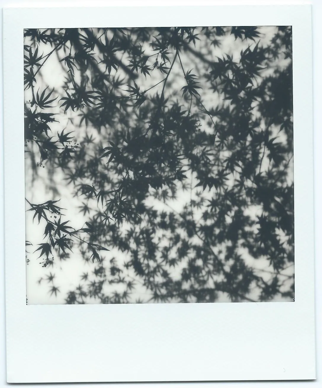 Backlit maple leaves silhouetted densely against a bright sky