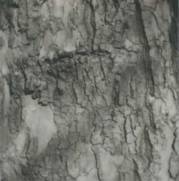 They come as trees - shot on Polaroid SX-70. London 2020.